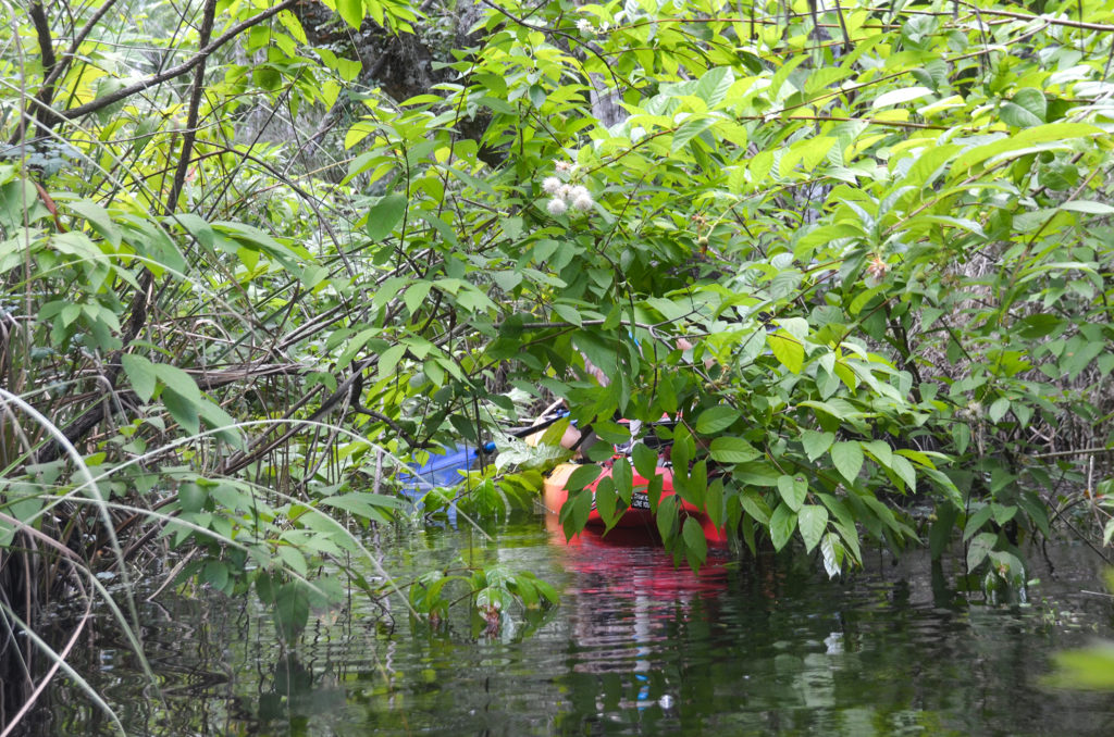 Lost in Buttonbush