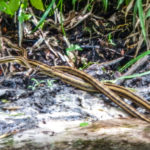 Mating Snakes - Indian Creek