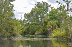 No Name Creek - Salt Springs