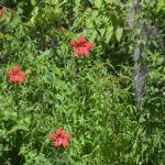 Scarlet Rose Mallow on Bear Creek