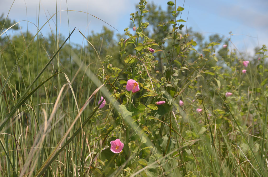 Swamp Hibiscus - Hibiscus moscheutos - Salt Creek