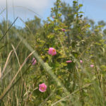 Swamp Hibiscus - Hibiscus moscheutos - Salt Creek