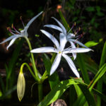 Swamp Lily - Crinum americanum - Bear Creek