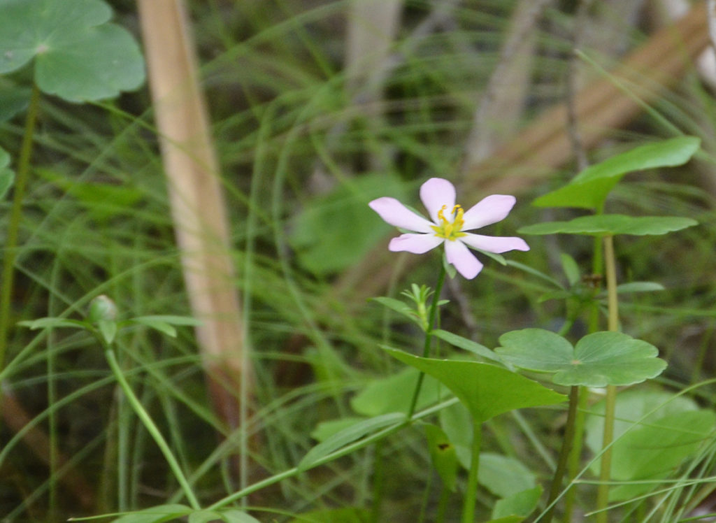 Swamp Marsh-pink - Sabatia calycina