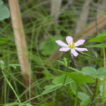 Swamp Marsh-pink - Sabatia calycina