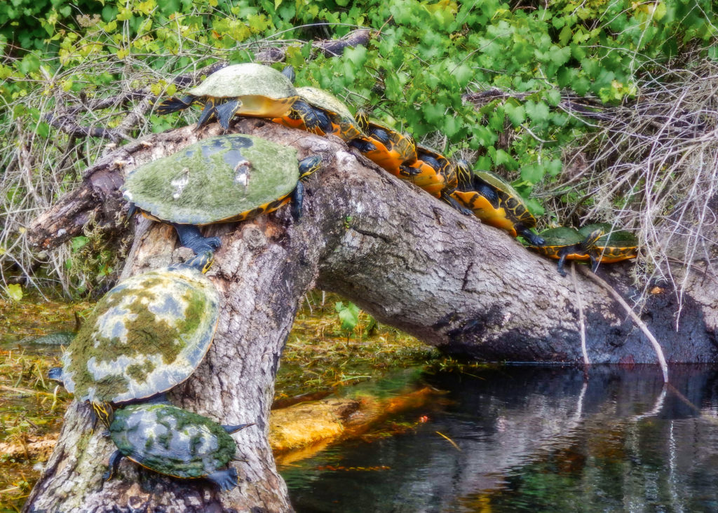 Turtles - Rainbow River