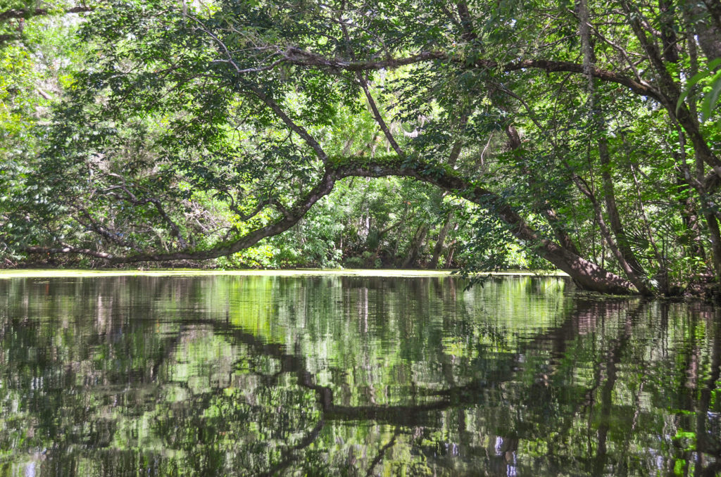 Arched Tree - Deep Creek