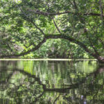 Arched Tree - Deep Creek