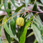 Arizona Walnut ?