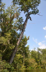 Arrow Cypress Tree - Deep Creep