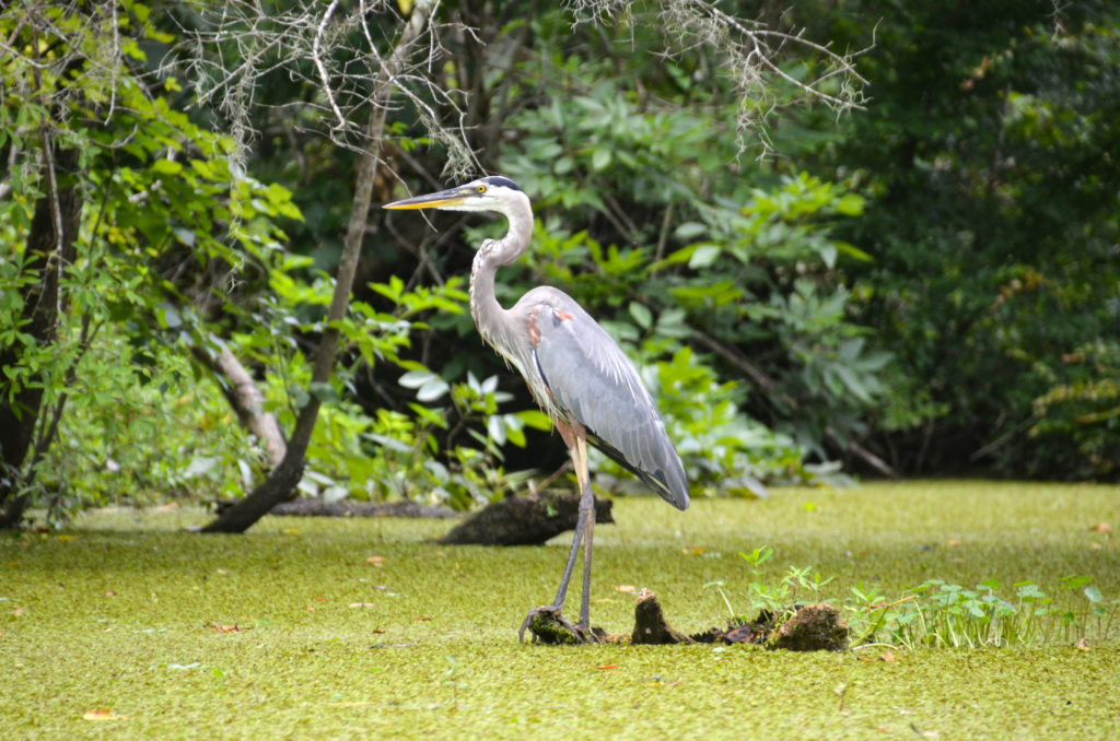 Blue Heron - Deep Creek