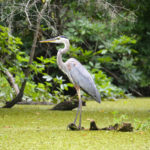 Blue Heron - Deep Creek