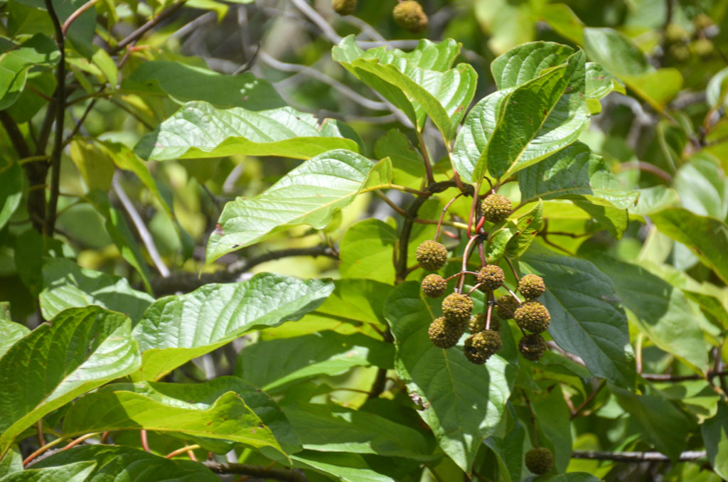 Buttonbush on Juniper Creek