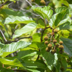 Buttonbush on Juniper Creek