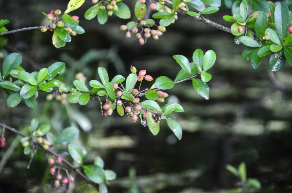 Cocoplum - Chrysobalanus icaco