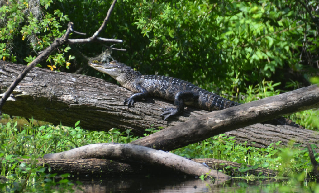 Deep Creek Gator