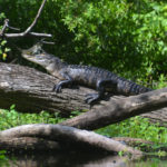 Deep Creek Gator