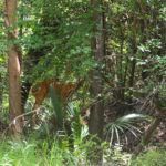 Deer watches from the bank