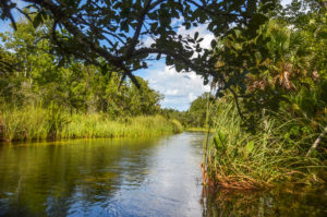 Downstream View of Lower Juniper Creek