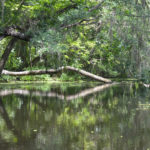 Fallen Tree - Deep Creek