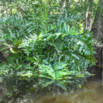 Giant Leather Fern - Deep Creek