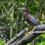 Green Heron on Deep Creek