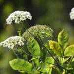 Hemlock Clusters - Deep Creek