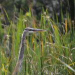 Heron in the Marsh Grass