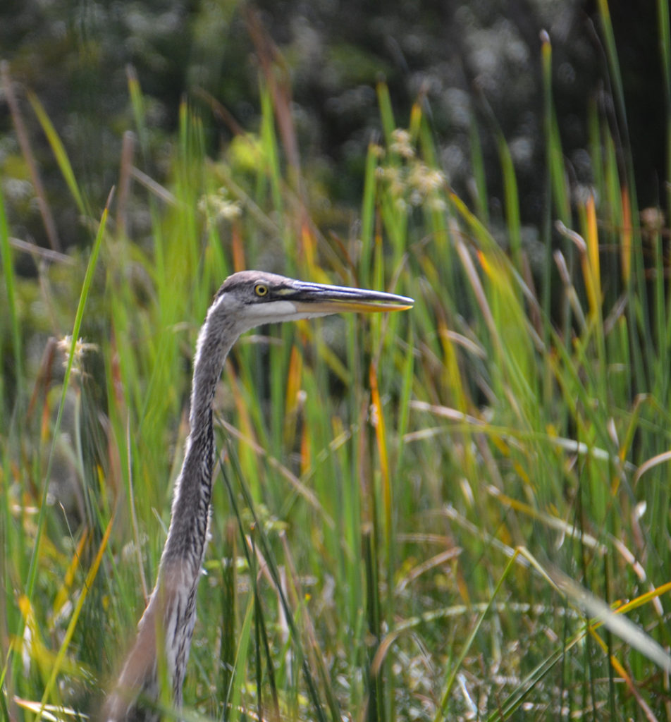 Heron in the Marsh Grass