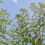 Late Boneset - Eupatorium serotinum