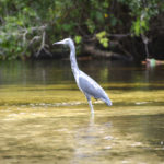 Little Blue Heron in Shallows