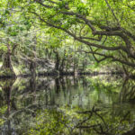 Middle North Fork Black Creek