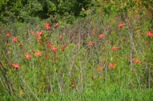 Numerous Scarlet Rose Mallows at the launch