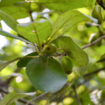 Ogeechee Tupleo - North Fork Black Creek