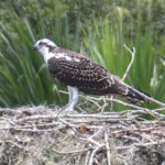 Osprey Perched at Nest