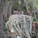 Osprey at Nest