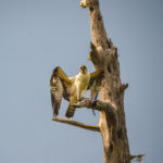 Osprey on Perch