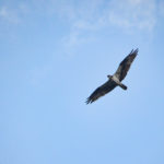 Osprey over Deep Creek