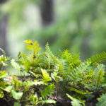 Resurrection Fern - Deep Creek