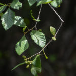 River Birch - Betula Nigra - North Fork Black Creek