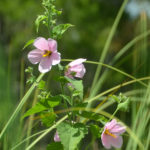 Salt Marsh Mallow