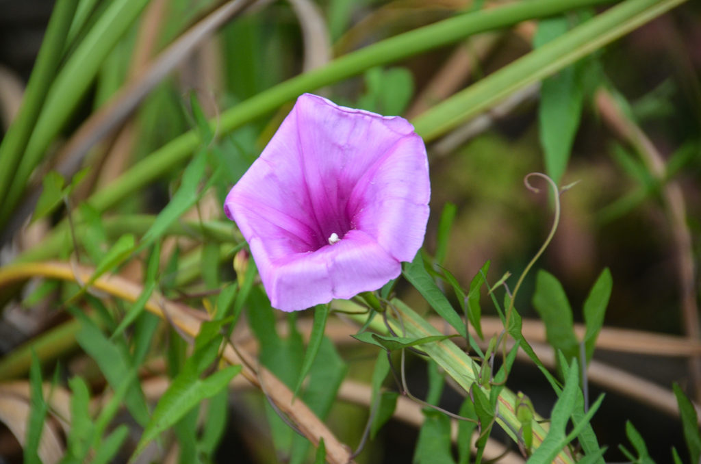 Salt Marsh Morning Glory - Juniper Creek