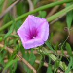 Salt Marsh Morning Glory - Juniper Creek