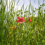 Scarlet Rose Mallow - Deep Creek