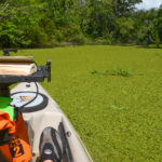 Sea of Duckweed - Deep Creek