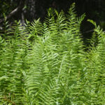 Southern Shield Ferns - Lower Juniper Creek