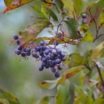 Swamp Dogwood Berries