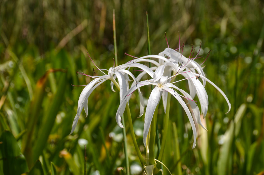 Swamp Lily - Lower Juniper Creek