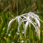 Swamp Lily - Lower Juniper Creek