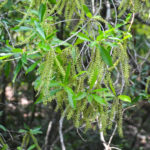 Swamp TiTi - Cyrilla racemiflora